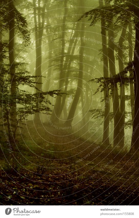 Wald Nebel Baum Blatt mystisch ruhig Erholung Holz Urwald Märchen Zauberei u. Magie grün Gemälde Romantik bezaubernd