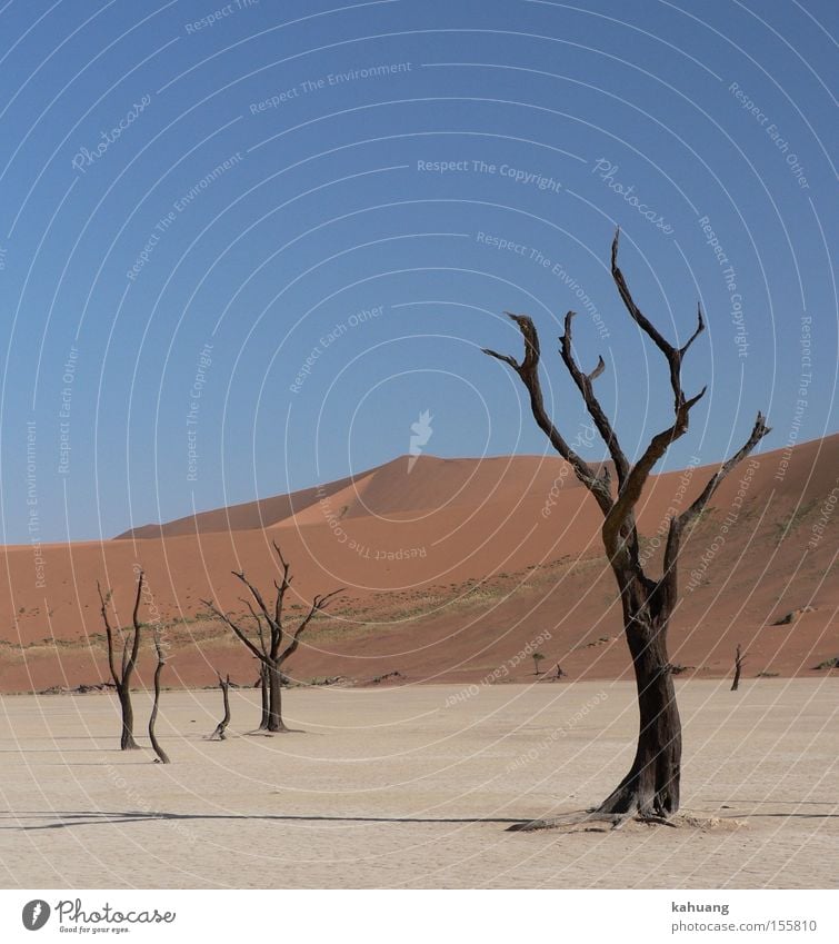 Tote Vlei Namibia Dead Vlei Düne wüst Afrika Wüste Sossusvlei Namib Naukluft Nationalpark Südliches Afrika