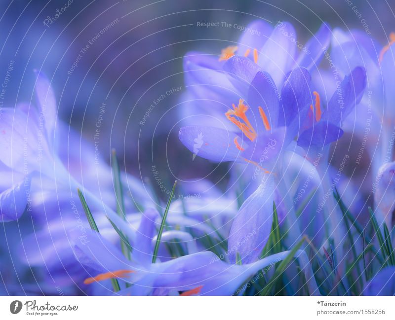Frühling! Natur Schönes Wetter Pflanze Blüte Krokusse ästhetisch Fröhlichkeit schön natürlich blau orange Farbfoto mehrfarbig Außenaufnahme Makroaufnahme