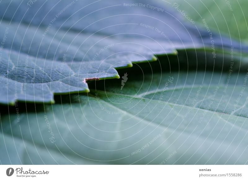 Makroaufnahme, Zähne am Blatt einer Hortensie Blattadern Linie Natur Pflanze Sträucher Grünpflanze braun grün Zähne zeigen Detailaufnahme Strukturen & Formen