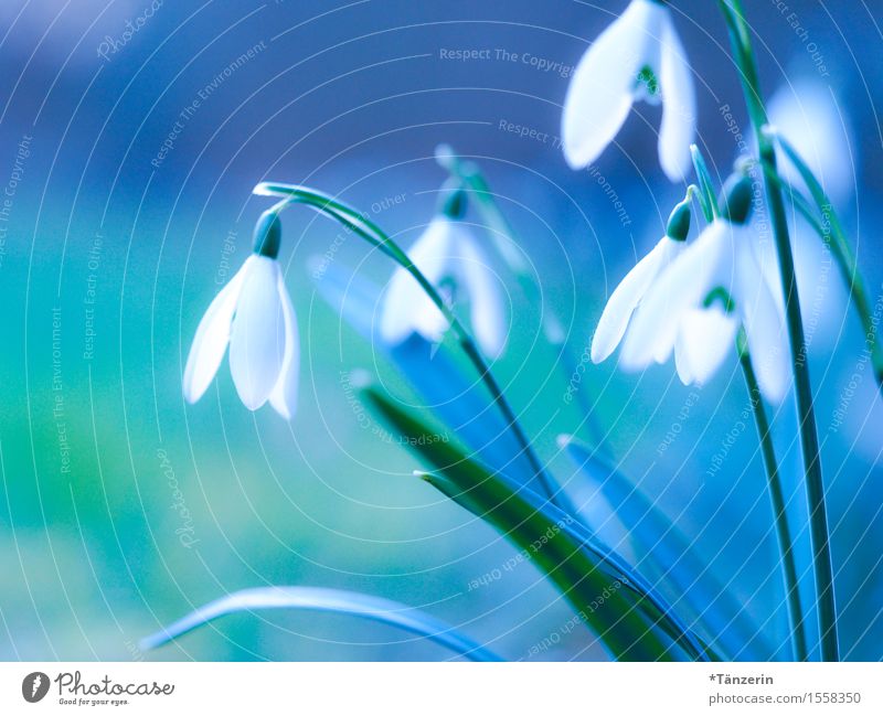 Frühling! Natur Pflanze Schönes Wetter Blüte Schneeglöckchen Fröhlichkeit frisch natürlich positiv blau grün weiß Farbfoto mehrfarbig Außenaufnahme