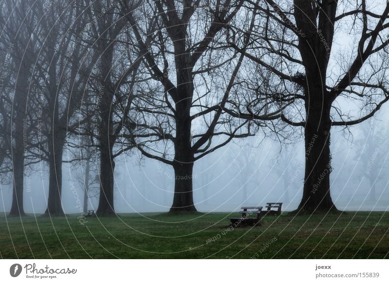 Bankenkrise Baum dunkel Einsamkeit Krise Natur Nebel Park ruhig Garten bankenkriese schlechte aussichten Traurigkeit