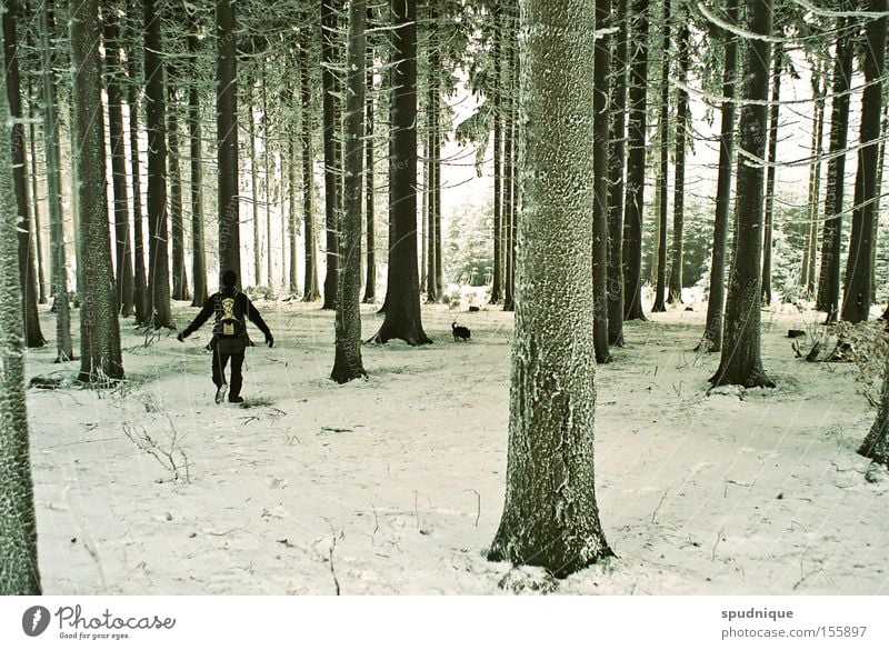 so quiet. Wald Baum Fichte Schnee Raureif Eis kalt Winter Winterwald wandern Ast frieren ruhig Frieden schön