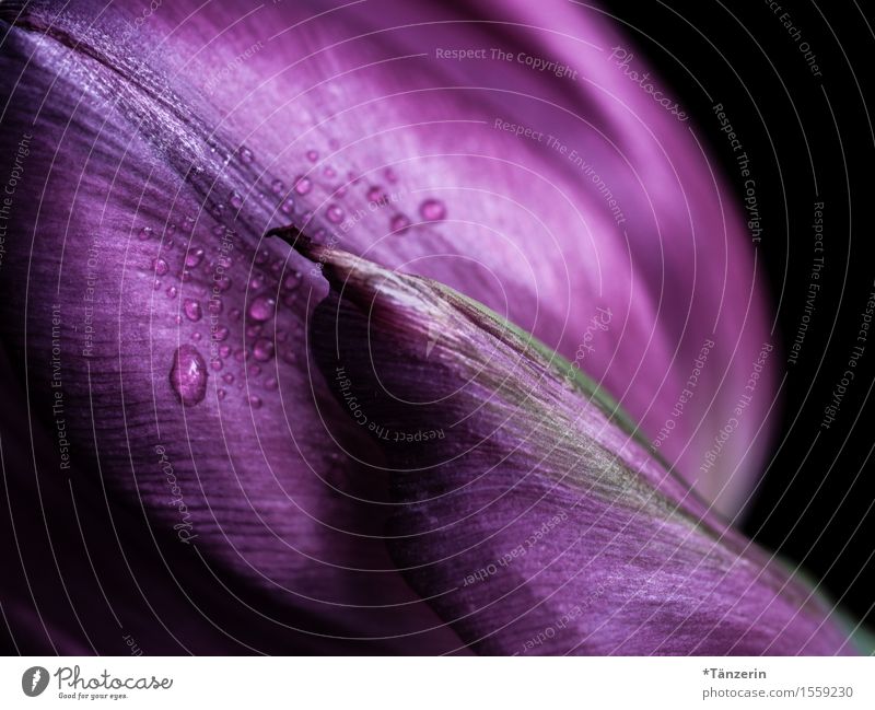 Intensivtönung Natur Pflanze Wassertropfen Frühling Blume Tulpe Blatt ästhetisch nass natürlich schön violett rosa Farbfoto mehrfarbig Innenaufnahme