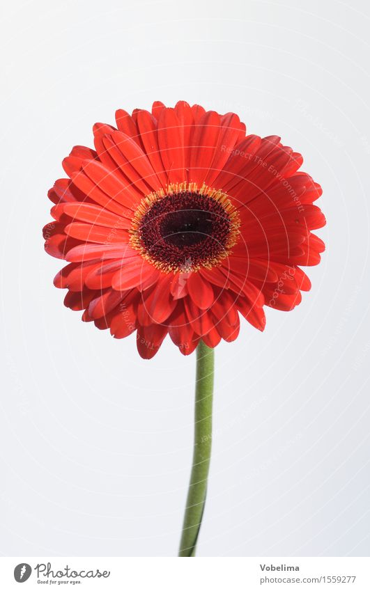 Gerbera Pflanze Blume Blüte Topfpflanze grün orange rot weiß Farbfoto Studioaufnahme Nahaufnahme Makroaufnahme Menschenleer Textfreiraum links