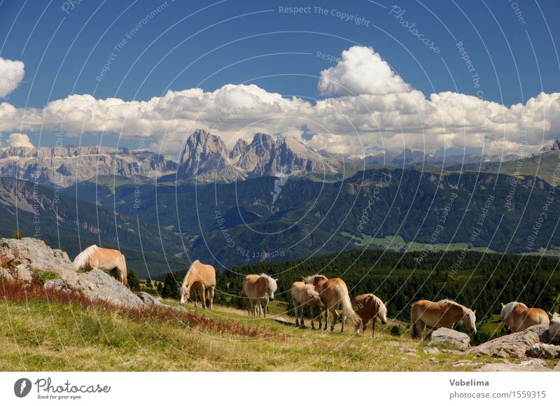 Haflinger auf der Villanderer Alm Sommer Sommerurlaub Berge u. Gebirge Natur Landschaft Himmel Wolken Schönes Wetter Alpen Gipfel Tier Nutztier Pferd Tiergruppe