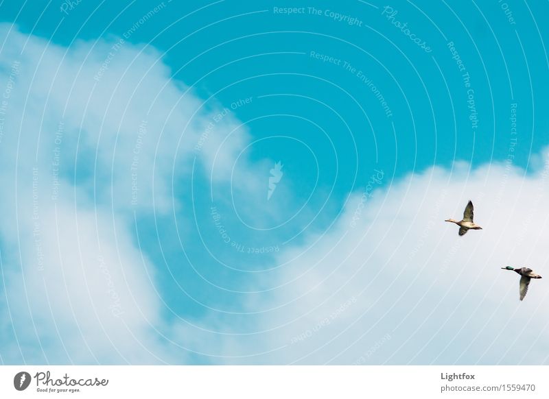 Fly away Pilot Erfolg Team Luftverkehr Umwelt Natur Tier Himmel Wolken Frühling Vogel 2 Tierpaar rennen Bewegung Fitness fliegen blau Glück Zufriedenheit