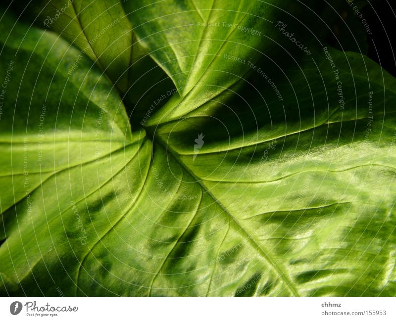 Blatt Pflanze Botanik Natur Gefäße Schatten wellig grün Park Südamerika