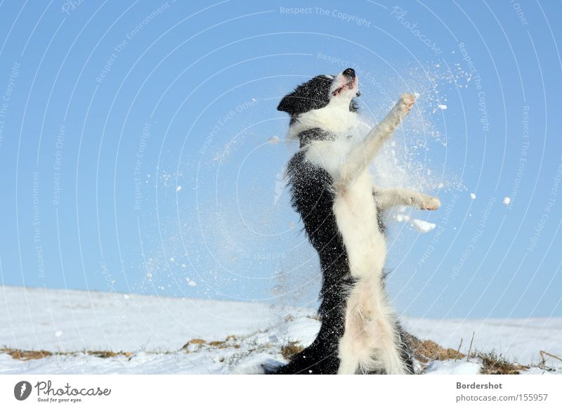 Erwischt Hund Schnee springen Blauer Himmel weiß schwarz Freude Aktion Außenaufnahme Winter Tanzen Hügel Säugetier Border Collie