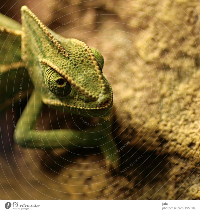 Erdlöwe Detailaufnahme Chamäleon grün Auge Kopf Tier Echsen Reptil Agamen Terraristik Schuppenkriechtier Schwache Tiefenschärfe