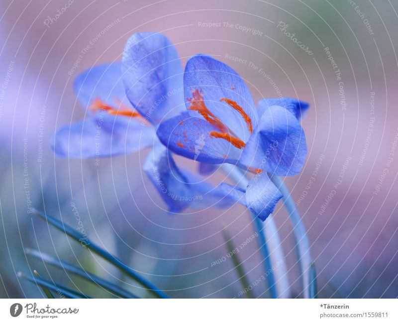 zu zweit Natur Frühling Schönes Wetter Pflanze Blume Krokusse Garten ästhetisch Freundlichkeit Fröhlichkeit frisch Zusammensein natürlich positiv schön blau
