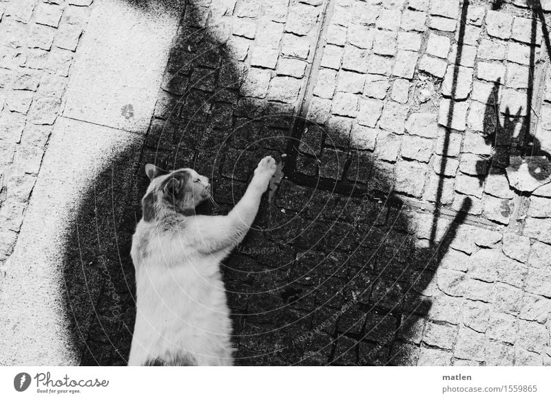Mieze träumt im Schatten Menschenleer Tier Haustier Katze Tiergesicht Pfote 1 schlafen träumen schwarz weiß Erholung Schwarzweißfoto Außenaufnahme