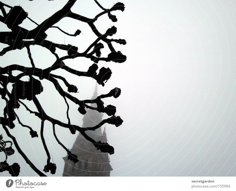baumarchitektur Baum Nebel Winter kalt dunkel Rathaus Gebäude mystisch geschnitten Schwarzweißfoto Angst Panik knubbel Religion & Glaube unheimlich gruselig