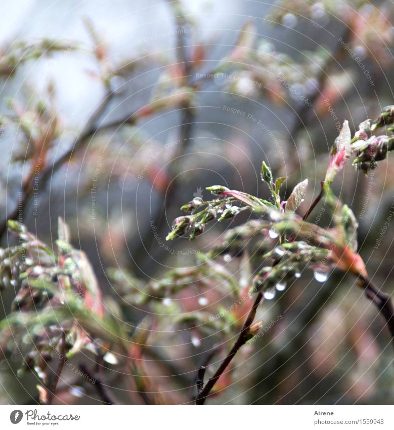 bedröppelt I Pflanze Urelemente Wasser Wassertropfen Frühling schlechtes Wetter Regen Sträucher Blatt Blütenknospen Garten ästhetisch glänzend nass blau