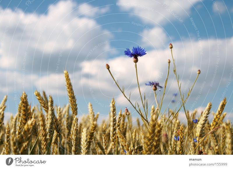 Alles bio II Lebensmittel Getreide Ernährung Bioprodukte Vollwertkost Ackerbau Biologische Landwirtschaft ökologisch Ernte Natur Frühling Sommer Schönes Wetter