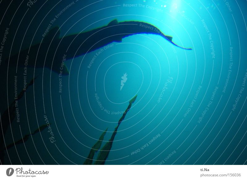 Urzeitfisch-Stör Ausstellung Wasser Fisch Aquarium blau Flosse Schwimmen & Baden Licht Schatten Silhouette Lichterscheinung
