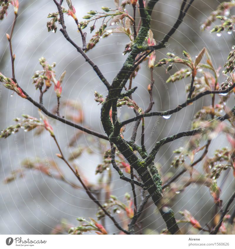 bedröppelt IV Pflanze Urelemente Wasser Wassertropfen Frühling schlechtes Wetter Regen Sträucher Blütenknospen Zweige u. Äste Felsenbirne Garten nass braun grau