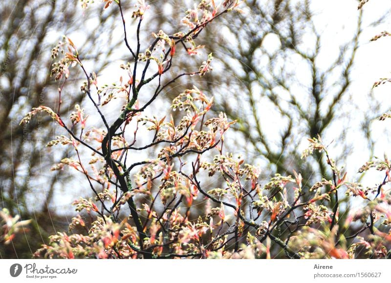 bedröppelt III Pflanze Urelemente Wasser Wassertropfen Frühling schlechtes Wetter Regen Sträucher Blatt Blütenknospen Felsenbirne Garten nass rosa schwarz weiß