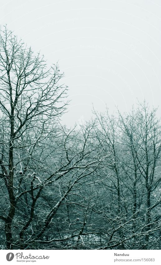 grau Wetter Winter Dezember Januar Frost kalt Eis Raureif Baum Ast Himmel trist einfarbig Natur Vergänglichkeit Schnee