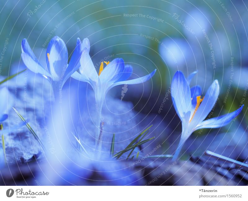 let the sun shine! Natur Pflanze Frühling Blüte Krokusse Garten ästhetisch Freundlichkeit Fröhlichkeit frisch positiv schön blau Freude Farbfoto Außenaufnahme