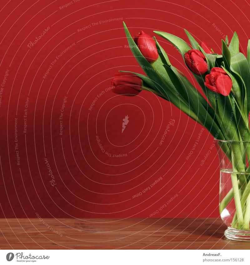 Tulpen rot Stillleben Wand Blume Blumenstrauß Blumenvase Frühling Frühlingsblume Frühlingsfarbe Tapete Wohnzimmer rote tulpen rote wand