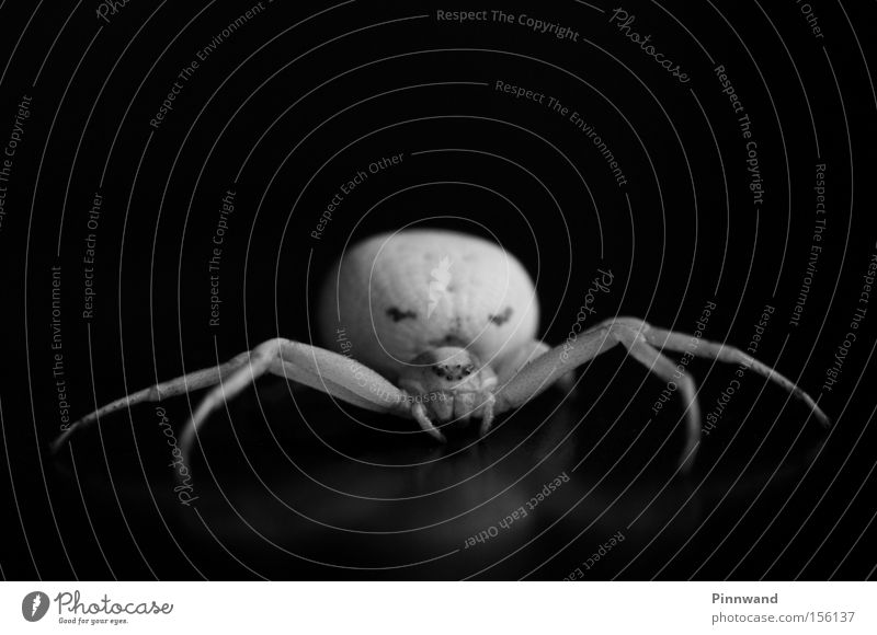 Mrs. Vidua Spinne Angst Panik Makroaufnahme Nahaufnahme Beine Gift Monster Schrecken Alptraum Schock verstecken giftzangen Netz Spinnennetz beobachten Insekt