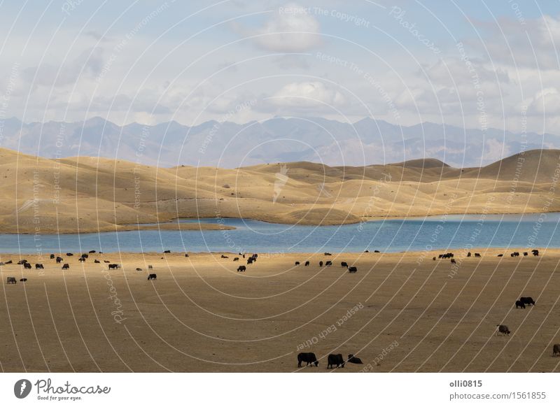 Yaks am Tulpar See in Süd-Kirgisistan weiden lassen Ferien & Urlaub & Reisen Berge u. Gebirge Natur Landschaft Tier Felsen Herde Himalaya Panorama Grasland