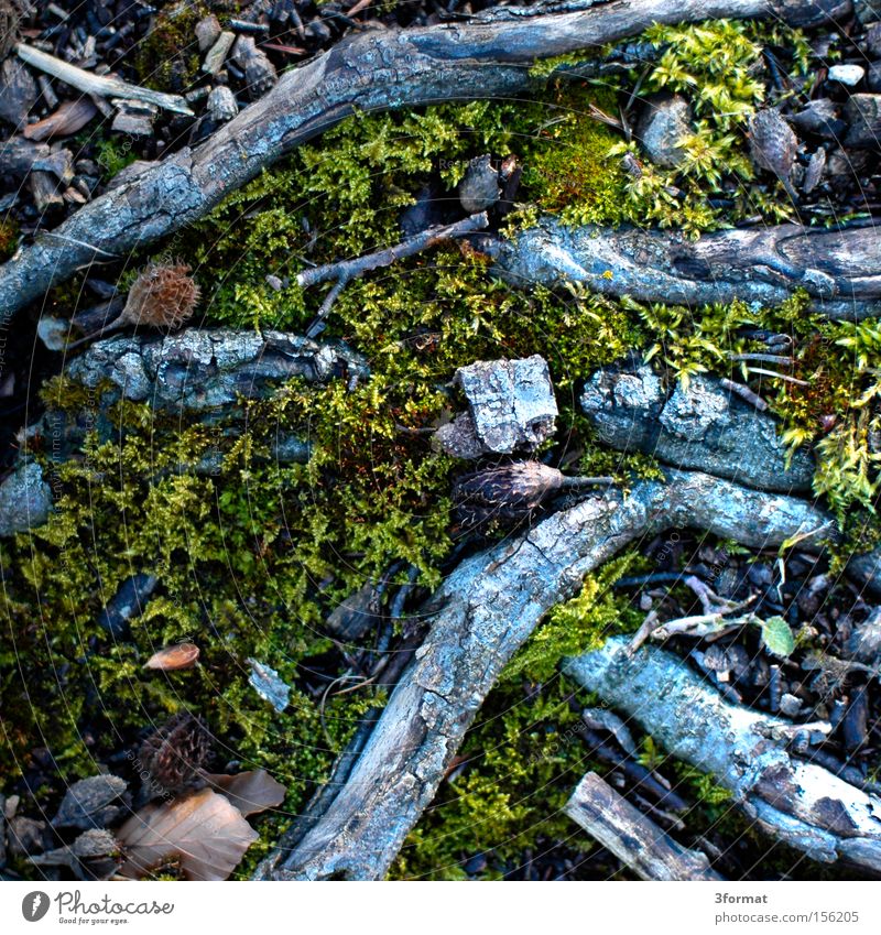 waldboden Bodenbelag Moos Unterholz Waldboden Natur Strukturen & Formen Teppich Ast Sturz unten Blick nach unten abwärts fallen Kanada Berge u. Gebirge