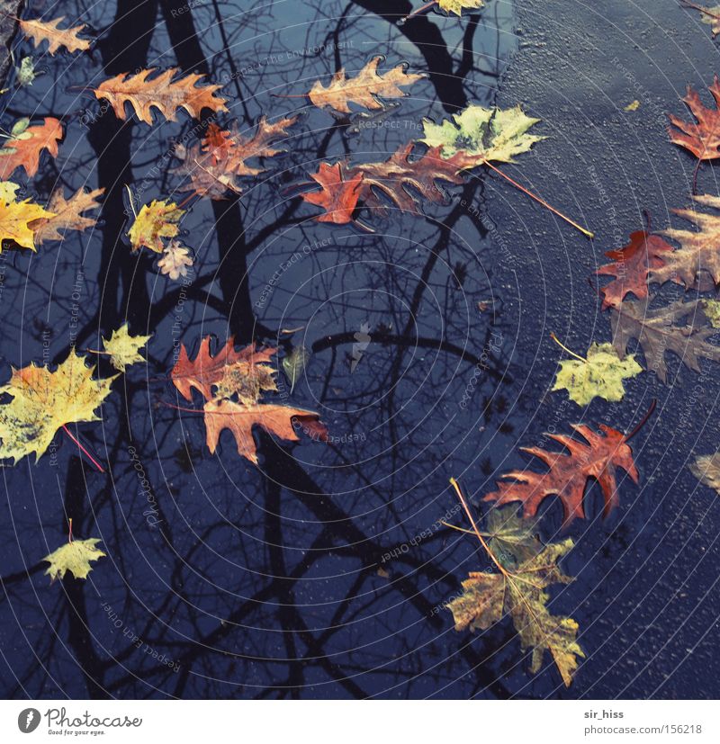 Anfang und Ende Herbst Baum Blatt Pfütze Asphalt Wasser mehrfarbig Verfall Vergänglichkeit