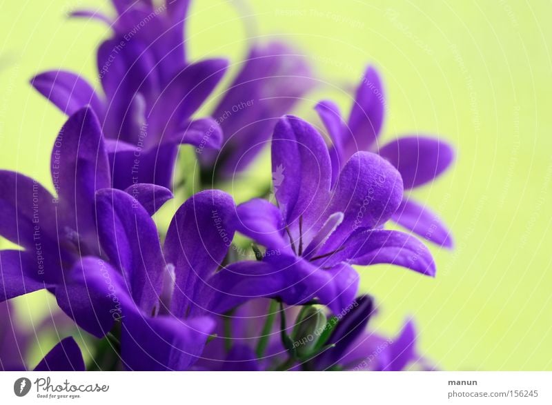 Frühlingsboten III frisch violett positiv Schönes Wetter Wärme Blüte Blühend Frühlingsblume Frühlingstag Frühlingsfarbe Frühlingsfest schön Glück