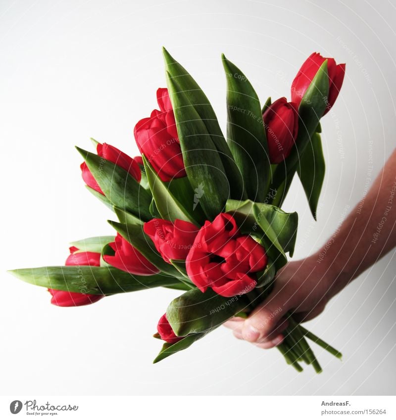 Frühlingsboten Blume Blumenstrauß Tulpe rot Valentinstag Muttertag Geburtstag schenken Gratulation Geschenk Freude tulpenstrauß gratulieren blumengruß