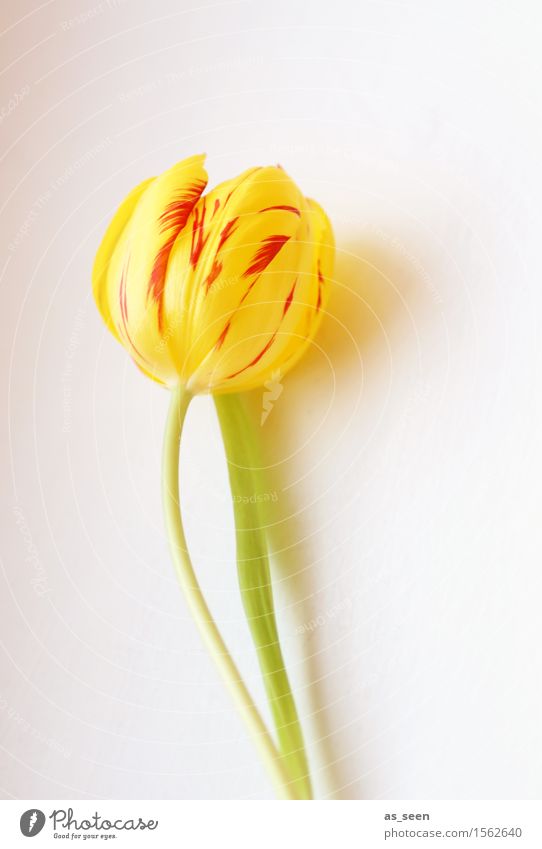 Gelbe Ostertulpe elegant exotisch Wellness Leben harmonisch Garten Dekoration & Verzierung Feste & Feiern Muttertag Ostern Frühling Sommer Blume Tulpe Blatt