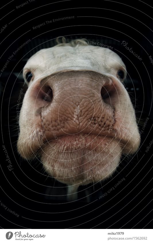 Porträt einer Kuh Milcherzeugnisse exotisch Gesundheit Landwirt Landwirtschaft Forstwirtschaft Kopf Gesicht Auge Nase Mund Zoo Natur Sommer Menschenleer Tier
