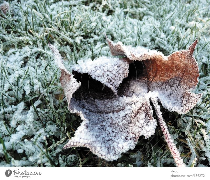 Rauhreif... Winter kalt Raureif Eis Eiskristall Gras Wiese Blatt Frost welk Ahorn Januar Dezember weiß grün Park Vergänglichkeit Helgi Schnee