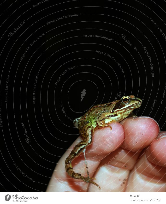 der Prinz Farbfoto Hand Finger Tier Frosch schleimig Froschkönig Traumprinz Märchen Amphibie Laubfrosch Märchenprinz Waldfrosch