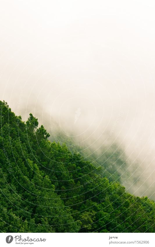 Anaga im Nebel Natur Pflanze Wolken Wald Berge u. Gebirge Anagagebirge Teneriffa Kanaren Menschenleer Ferien & Urlaub & Reisen träumen wandern grau grün ruhig