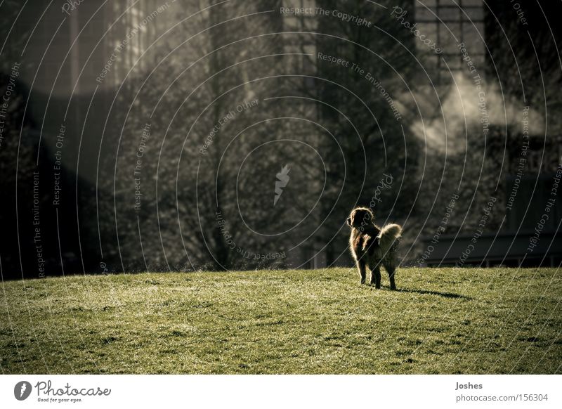 Nur ein Traum Hund träumen Sehvermögen Einsamkeit Lagerplatz Garten Feld Park Lonewolf seltsam