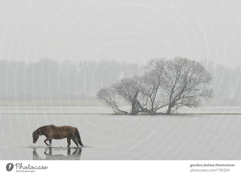 lonely horse Pferd Wasser Einsamkeit Überschwemmung Winter Hochwasser Wäldchen Landschaft verloren Fluss Bach Havellandschaft Hoffnungslosigkeit