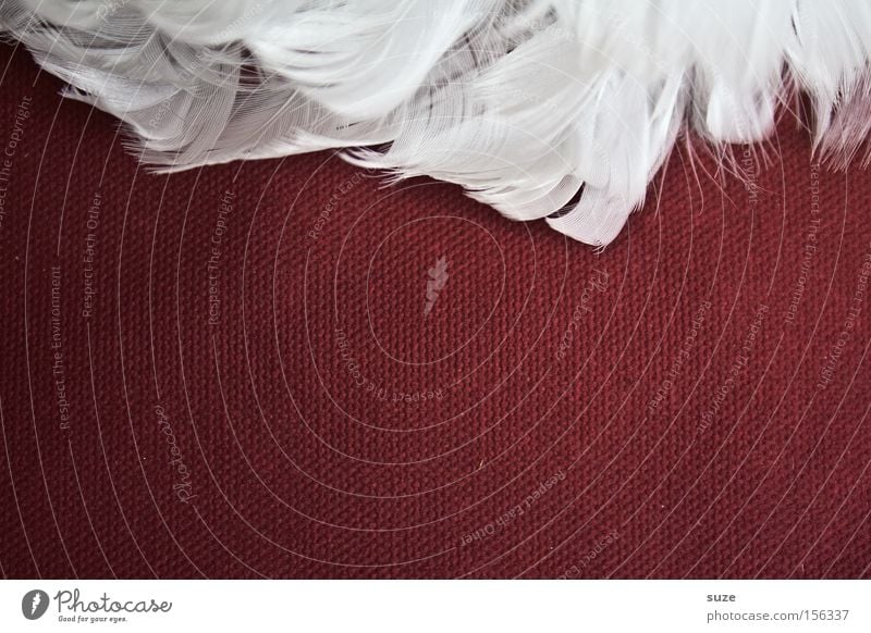 Gans am Rand Lifestyle Stil Dekoration & Verzierung Flügel Engel weich rot weiß Leichtigkeit Feder leicht zart sanft Daunen Bastelmaterial Bildausschnitt