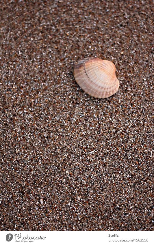 Nordseemuschel Muschel Nordseestrand nordische Natur Strand Textur Muschelschale maritim Herzmuschel Salzwassermuschel minimalistisch Sandkörner Sandstrand