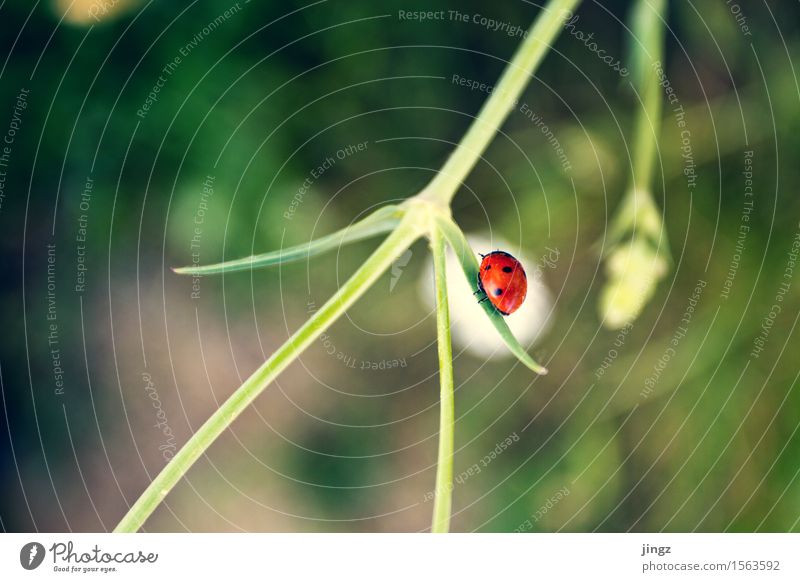 Roter Punkt Natur Frühling Sommer Grünpflanze Marienkäfer 1 Tier Bewegung krabbeln grün rot weiß Frühlingsgefühle Einsamkeit entdecken Entschlossenheit Farbe