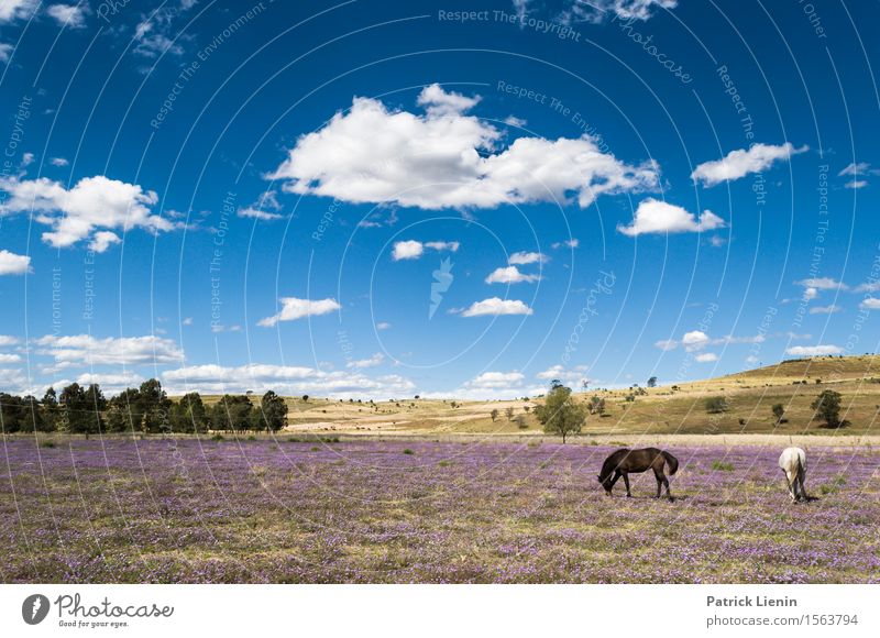 New South Wales, Australien schön Erholung Ferien & Urlaub & Reisen Sommer Natur Landschaft Tier Himmel Wolken Wetter Wärme Blume Gras Wiese Platz Pferd 2 blau