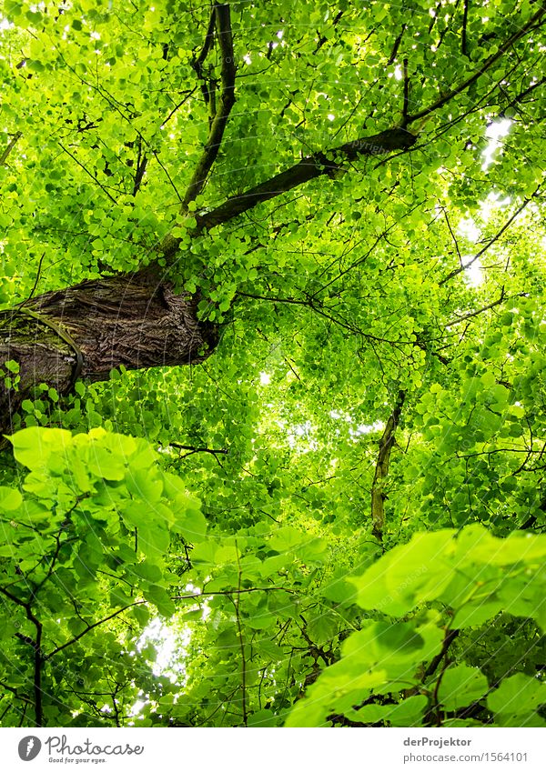 Mitten im Saft stehen Umwelt Natur Frühling Pflanze Baum Wald ästhetisch sportlich einfach Gesundheit gigantisch groß Unendlichkeit dünn braun grün Lebensfreude