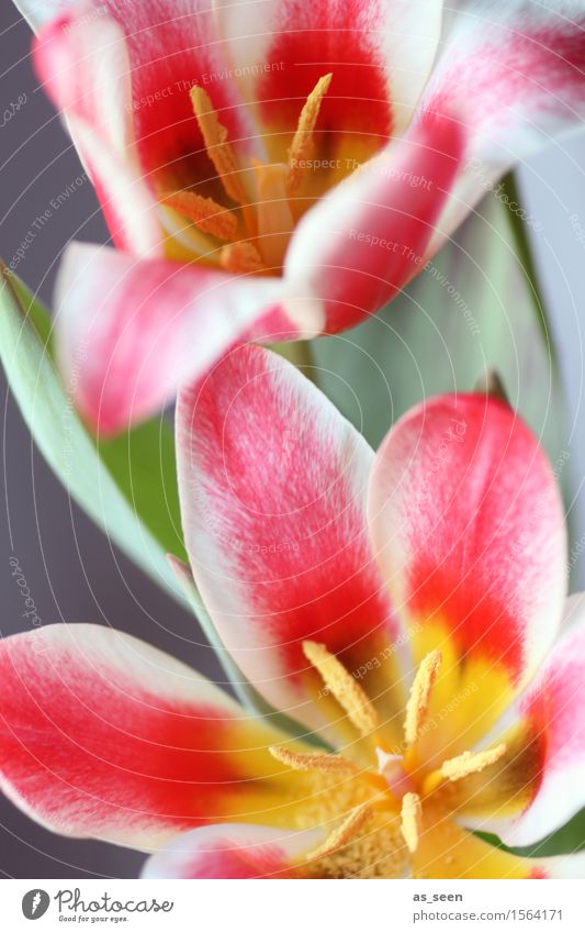 Blütenpower Leben harmonisch Ostern Umwelt Natur Pflanze Frühling Tulpe Blütenblatt Staubfäden Stempel Pollen Blumenstrauß Blühend leuchten Wachstum ästhetisch