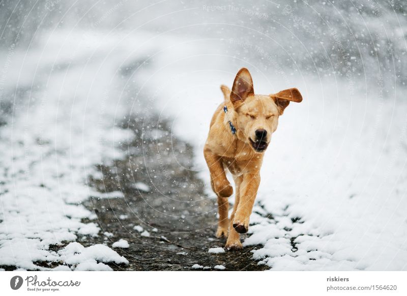 yehaaa Umwelt Natur Winter Wetter Schnee Schneefall Park Wald Tier Hund Labrador 1 Tierjunges Bewegung entdecken rennen toben sportlich authentisch blond frech
