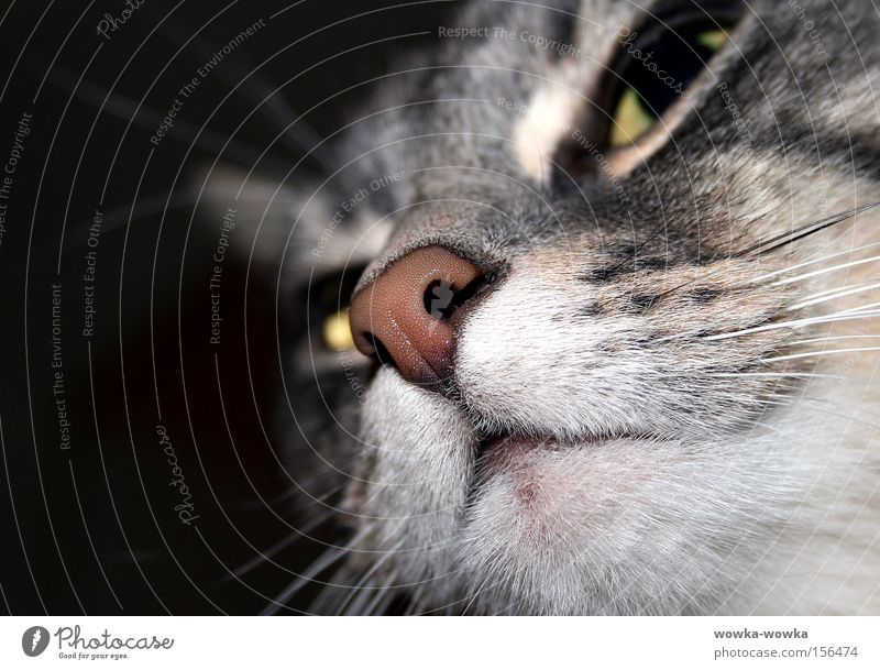 SCHNEUZCHEN Katze grau rot Mund Tier schnurhaare Nase Auge