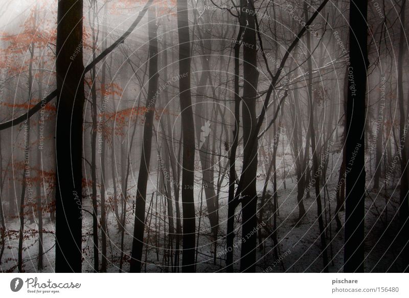im tiiiiefen wald... pt.1 Winter Schnee Nebel Baum Wald dunkel gruselig Waldlichtung Beleuchtung tief Europa pischare spukhaft Licht Schatten Sonnenstrahlen