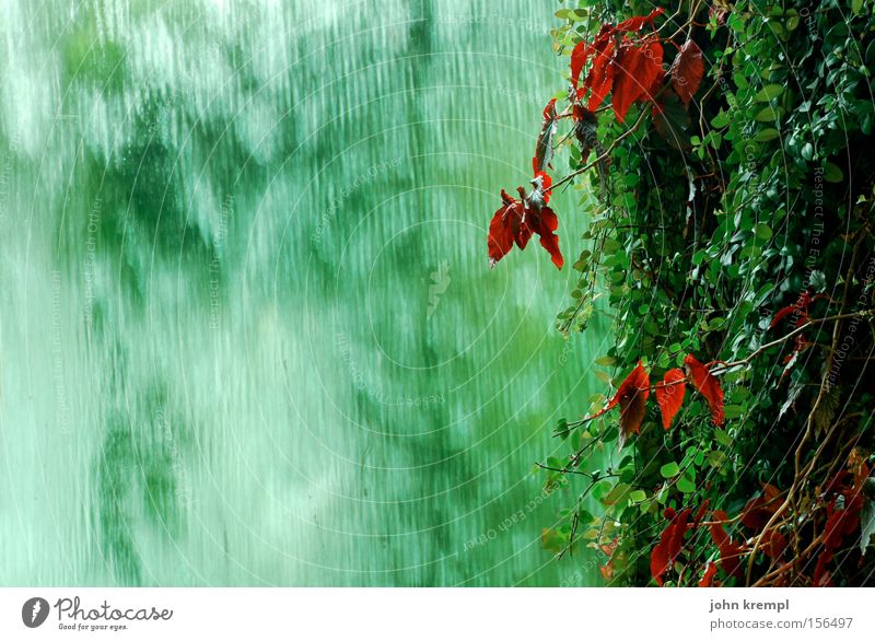green is the colour grün Efeu rot Blatt Pflanze Wasserfall Brunnen Urwald Regen Asien Garten Park