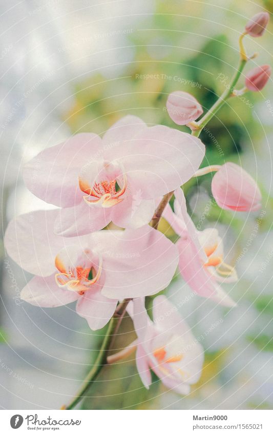 Orchidee Natur Tier Frühling Pflanze träumen exotisch natürlich feminin rosa friedlich ruhig Farbfoto Innenaufnahme Nahaufnahme Textfreiraum oben Tag