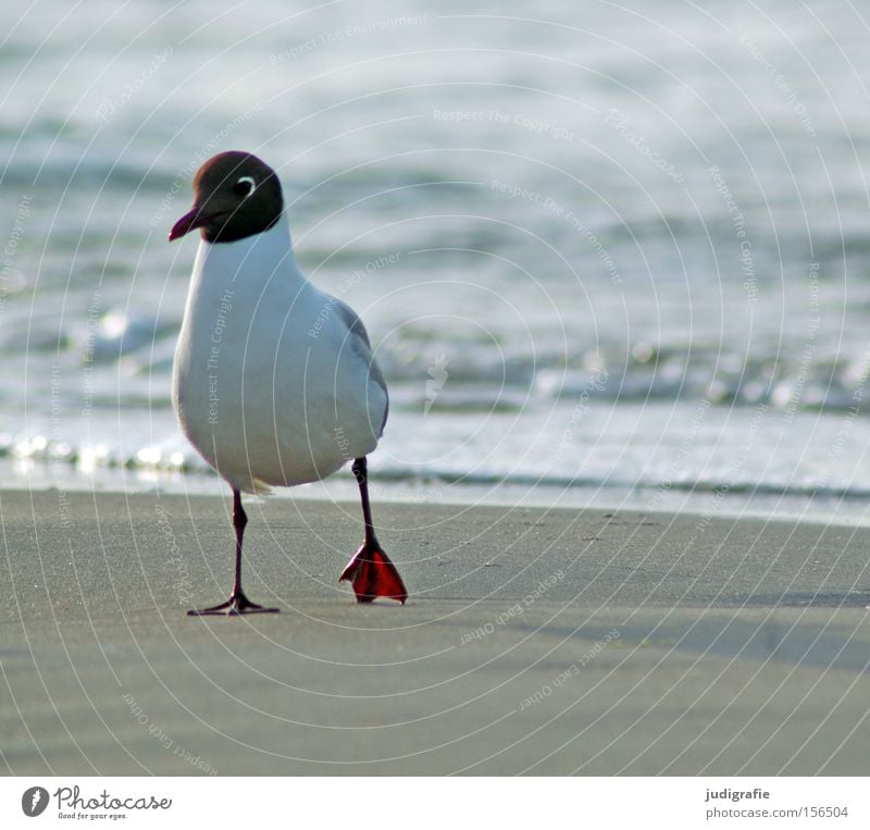 Möwe Lachmöwe Vogel Strand Spaziergang Küste Meer Ostsee Sand Wasser Natur Umwelt Farbe